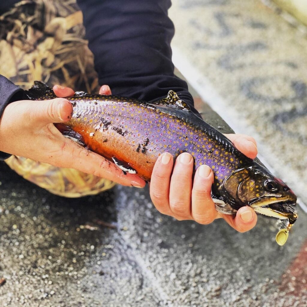 The Best Trout Lures of 2023