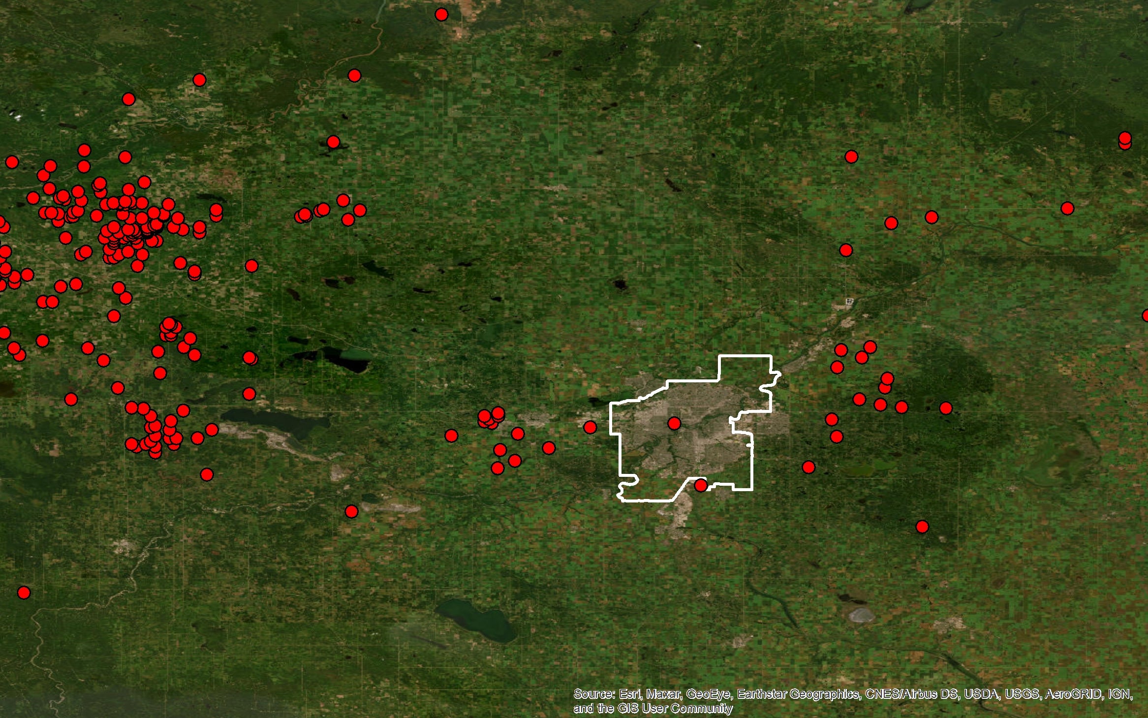 Even more pigs near Edmonton