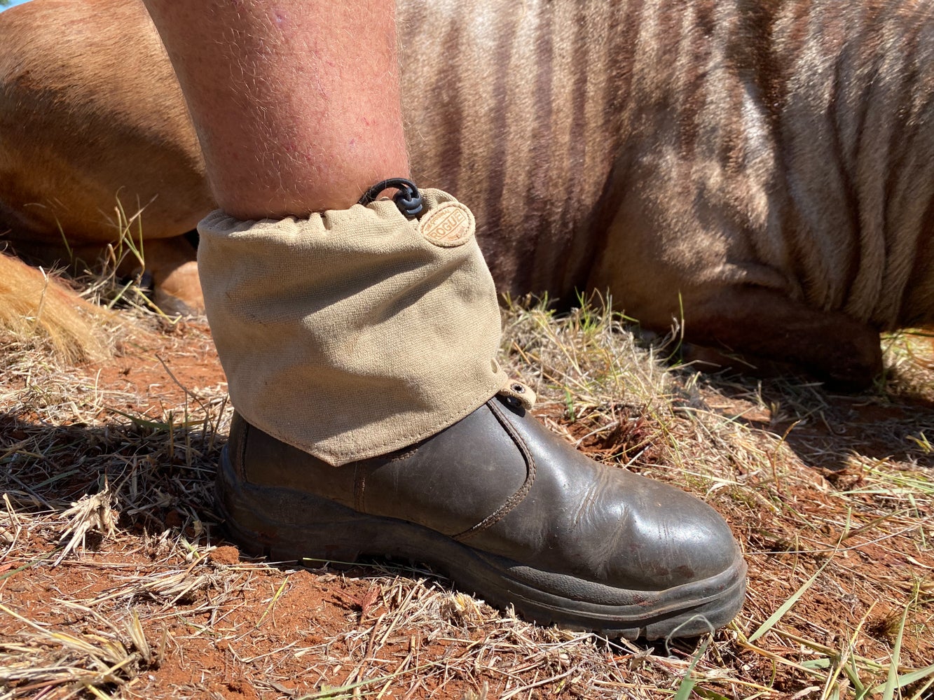 Boots with gaiters.