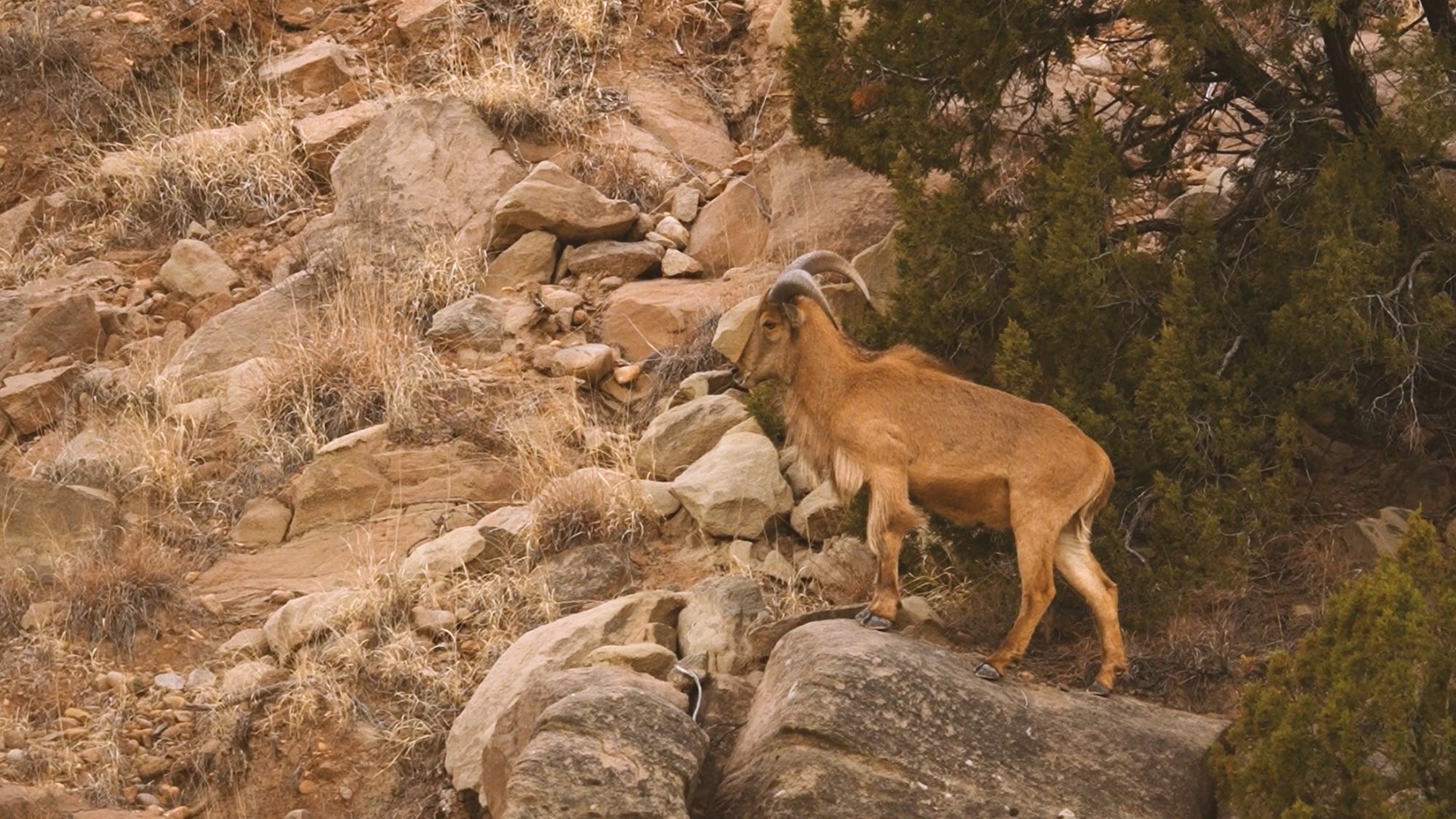 photo of aoudad ram