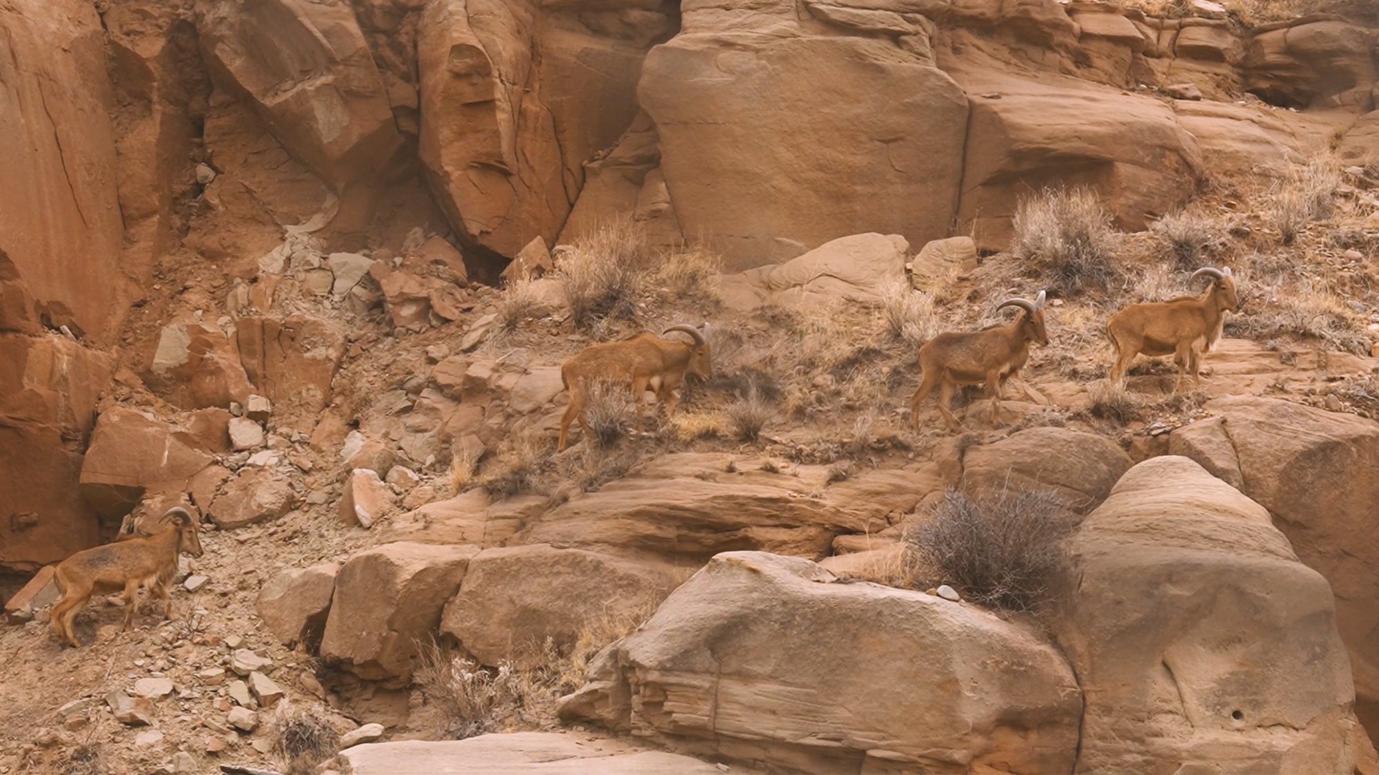 photo of aoudad in west texas
