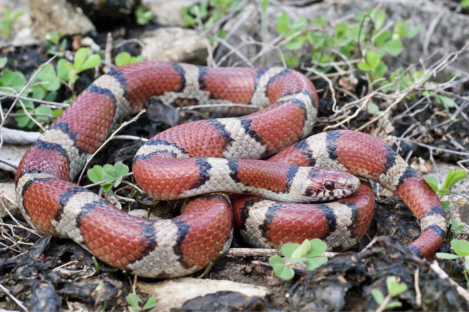 milk snake coiled on rocks