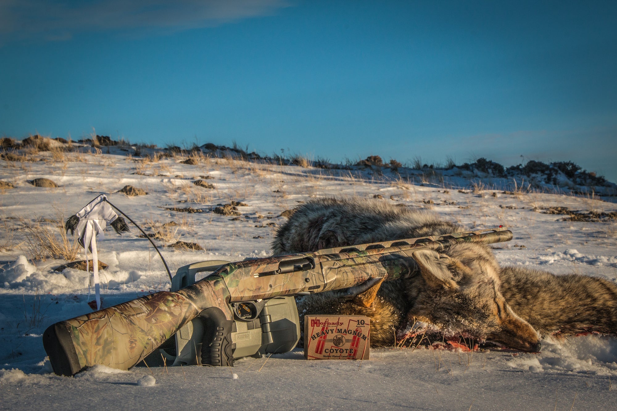 Shotgun with a dead coyote.