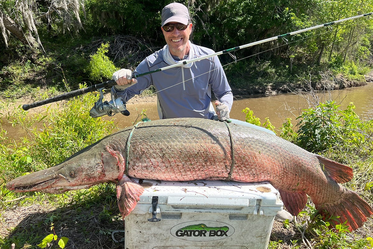 man holds large alligator gar on cooler