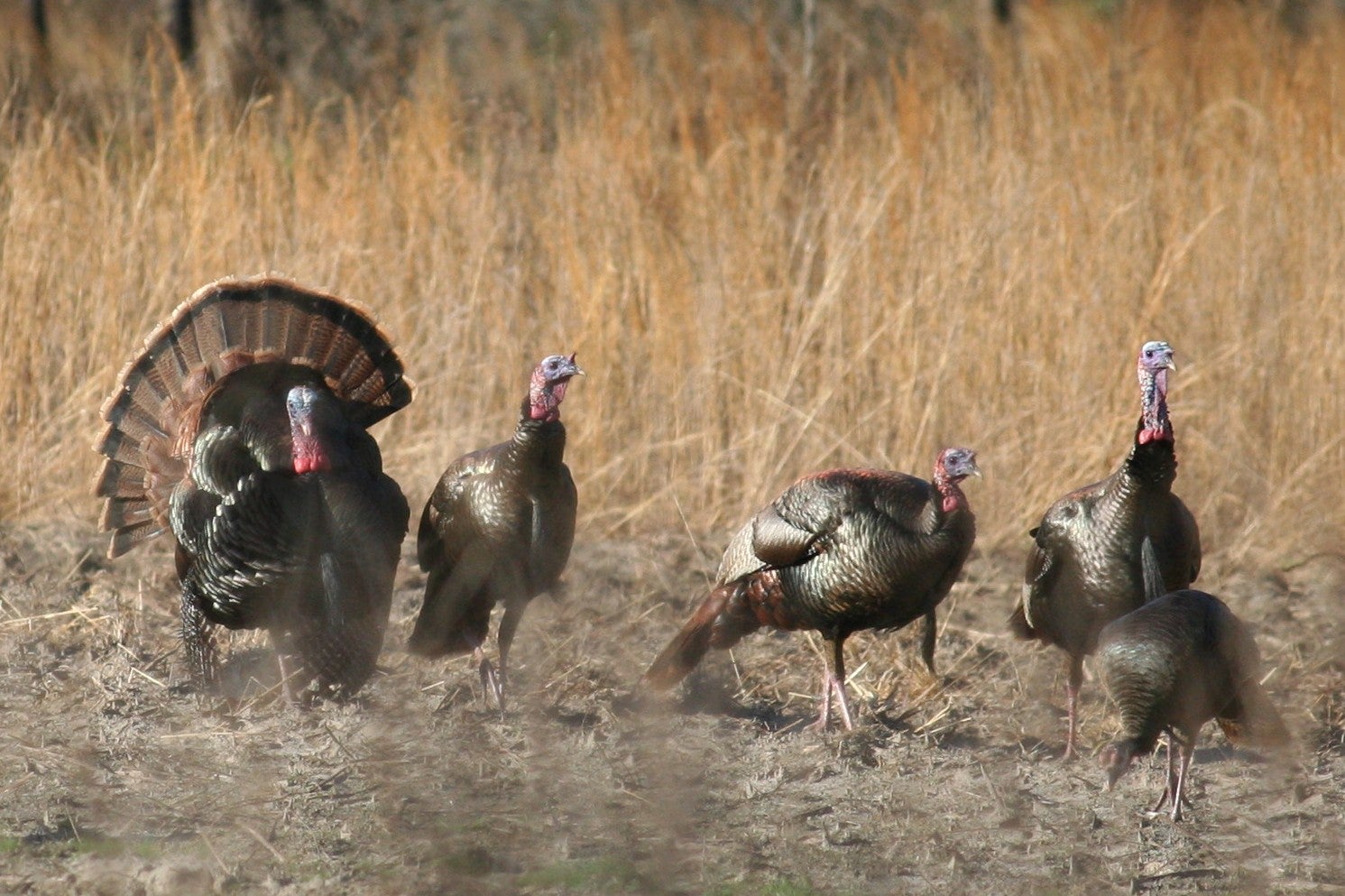photo of wild turkeys in Georgia