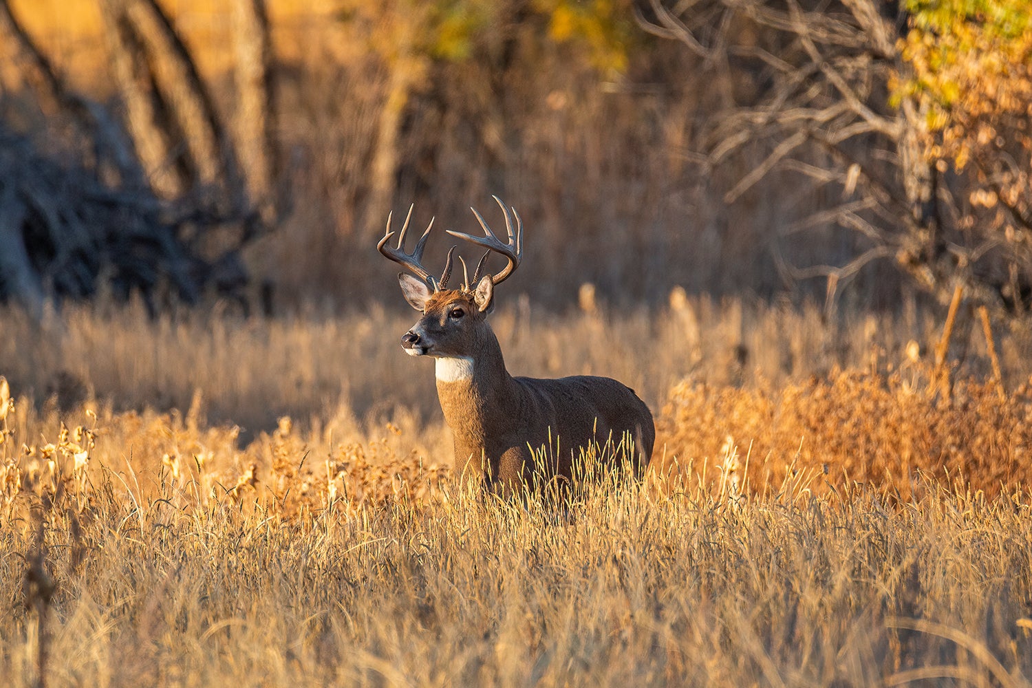 Wild Game Power Rankings: What Species Have the Best Shot at Surviving Climate Change?