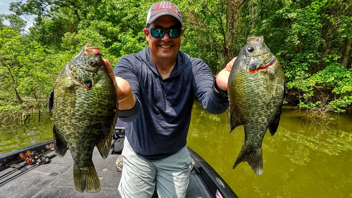 jason with two spawning redear sunfish