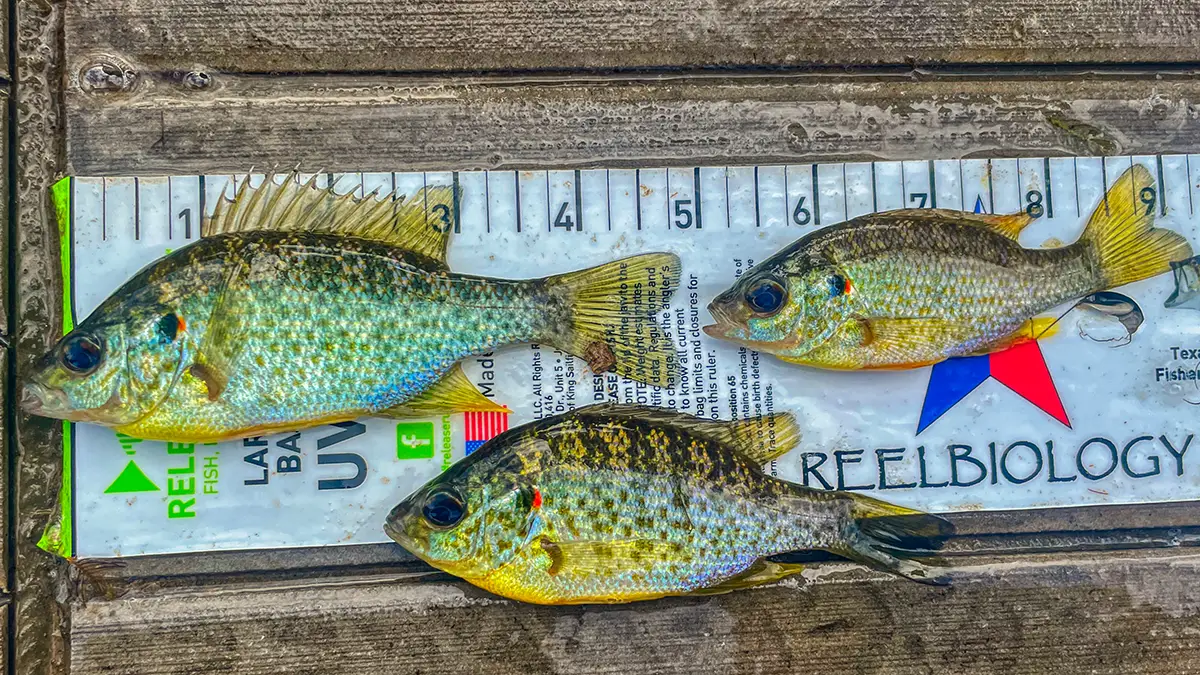 size and growth of redear sunfish