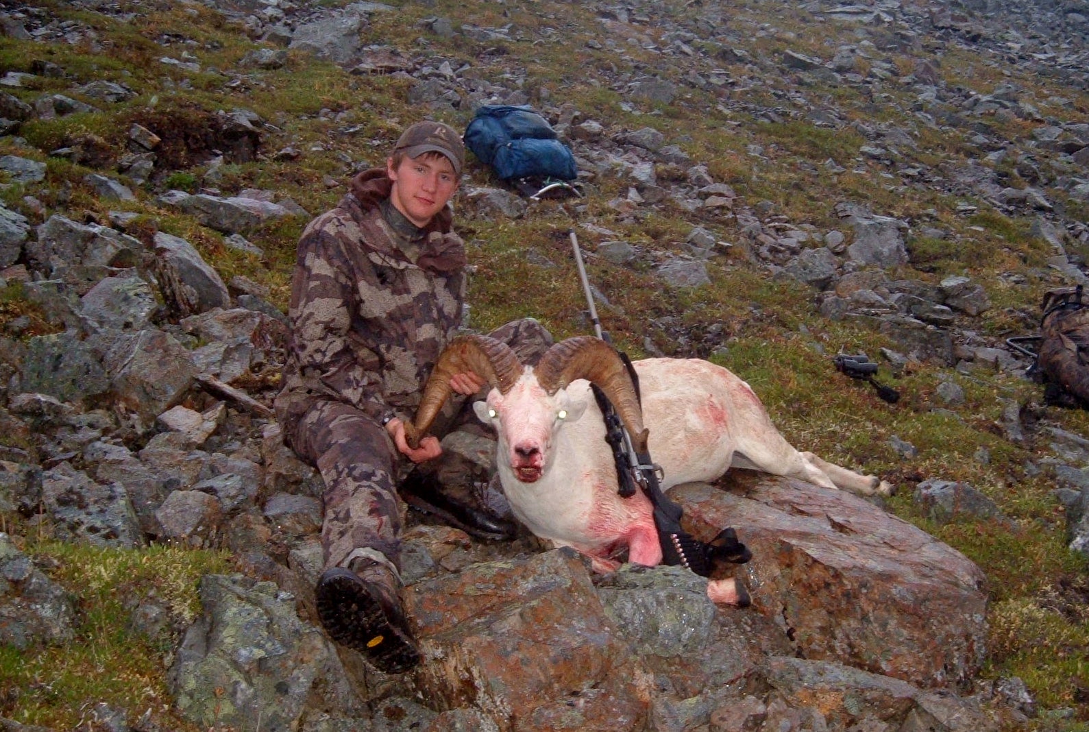 A heavy broomed Dall ram taken with a .25/06