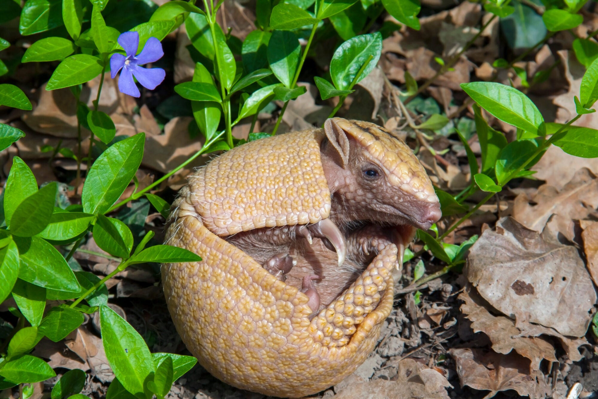 southern three-banded armadillos