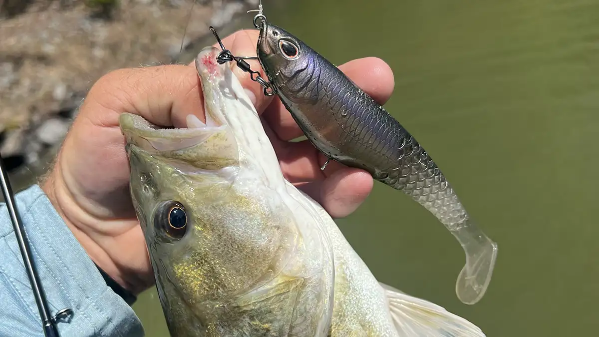 cull shad caught a nice bass