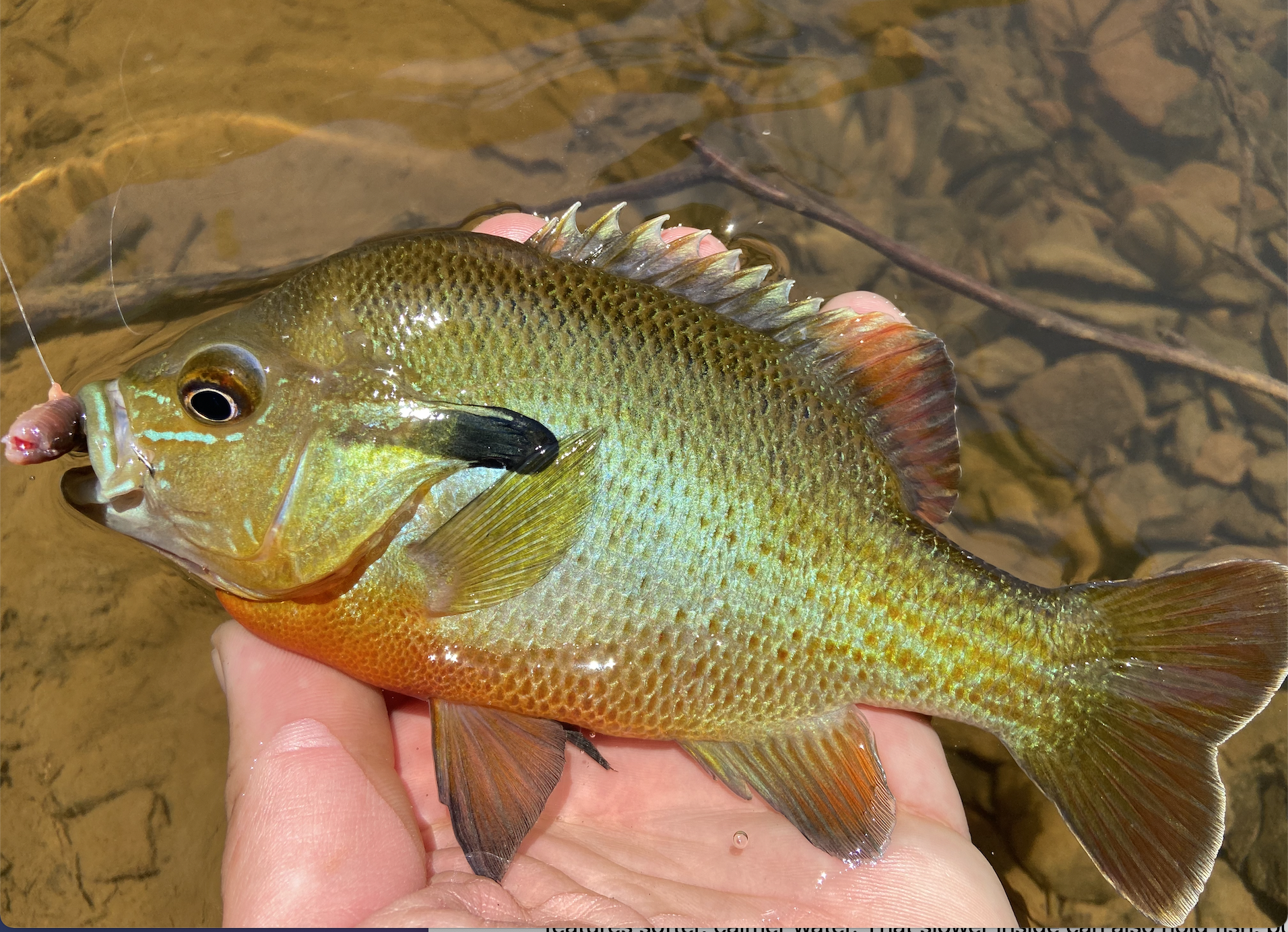 photo of panfish