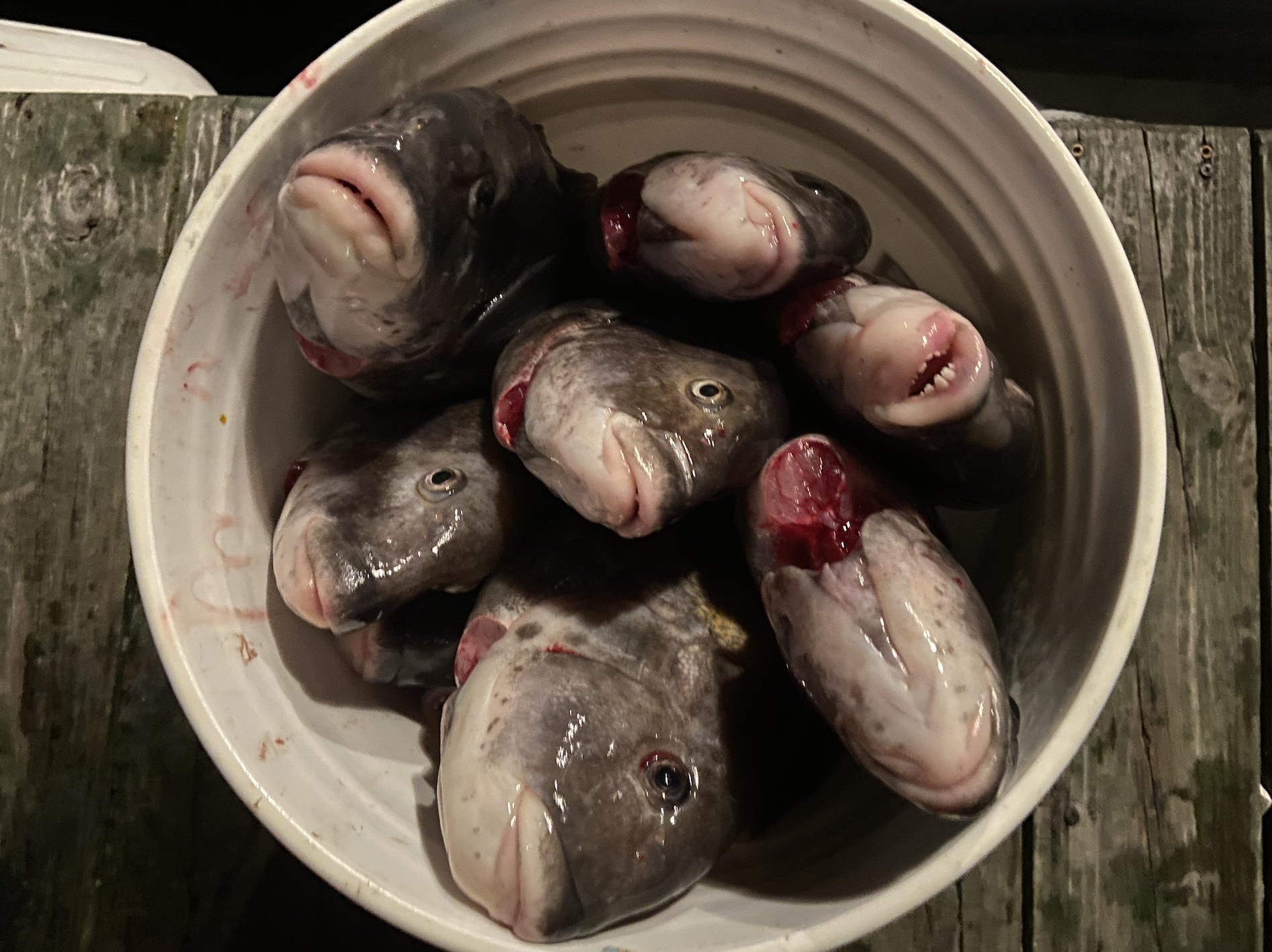 bleed saltwater fish