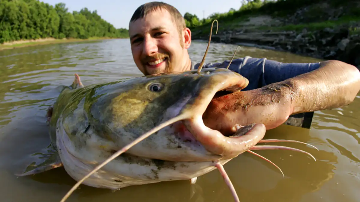 flathead catfish Yazoo River in Mississippi