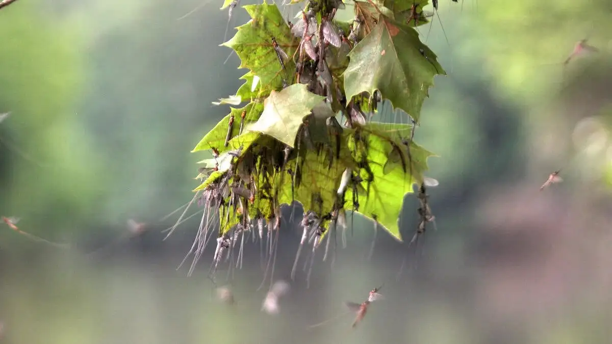 bass on mayflies keeps them shallow