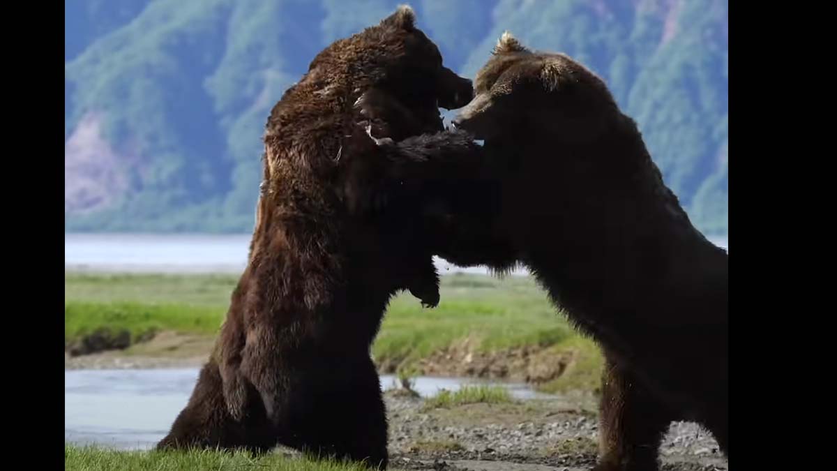 Is This the Most Intense Brown Bear Fight Ever Filmed? | Afield Daily