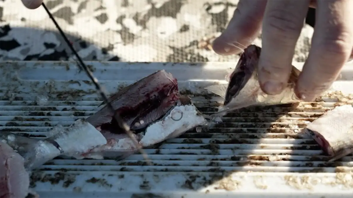 cut bait for blue catfish