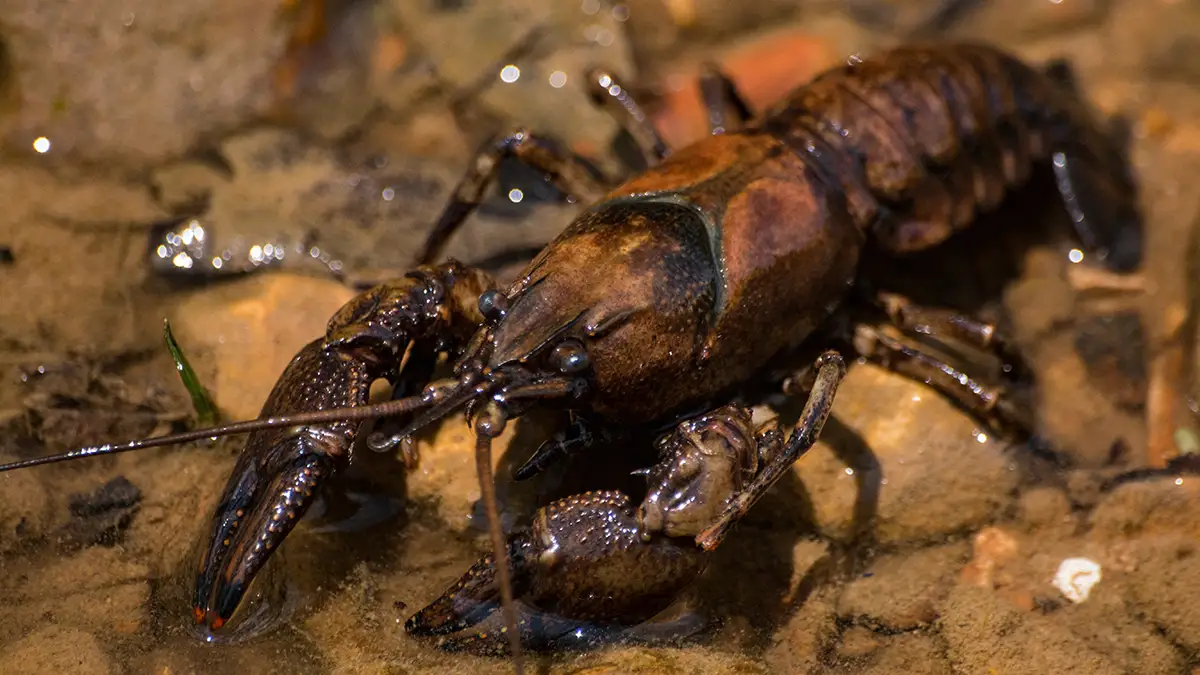 crayfish