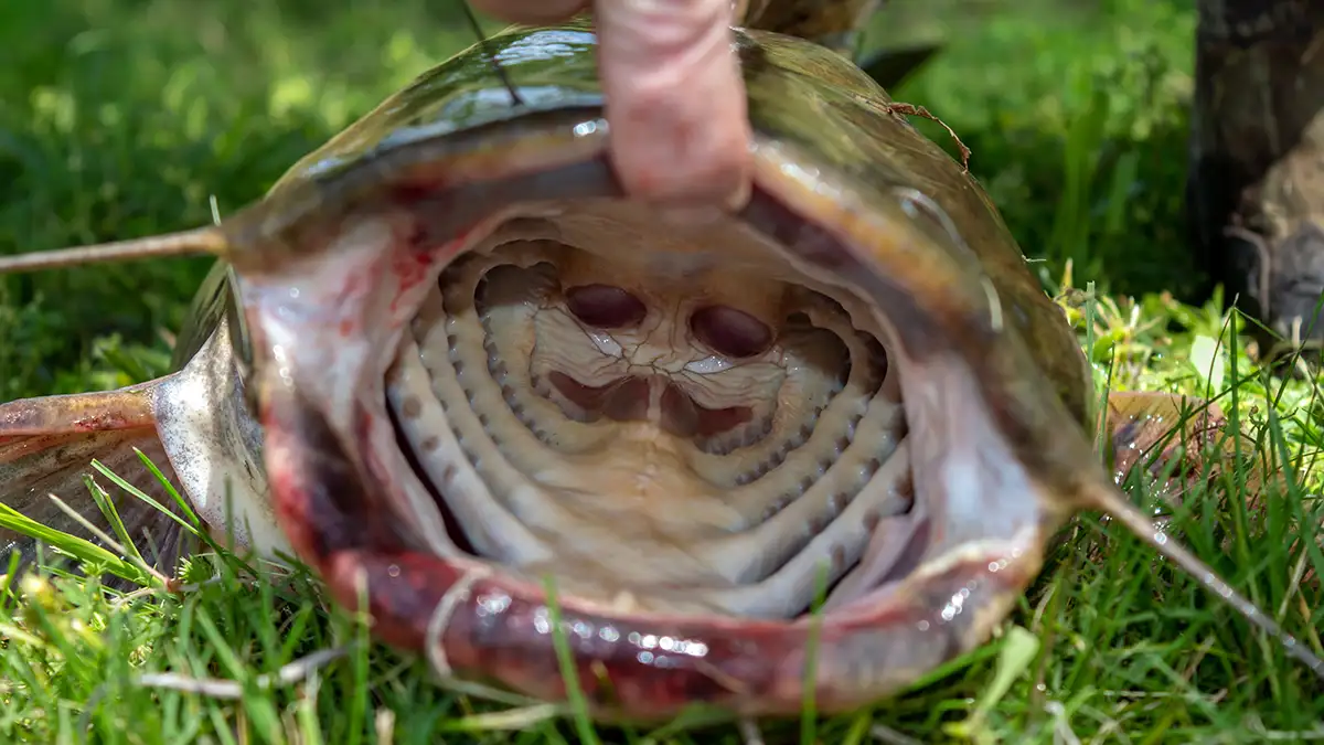 catfish mouth and crushers