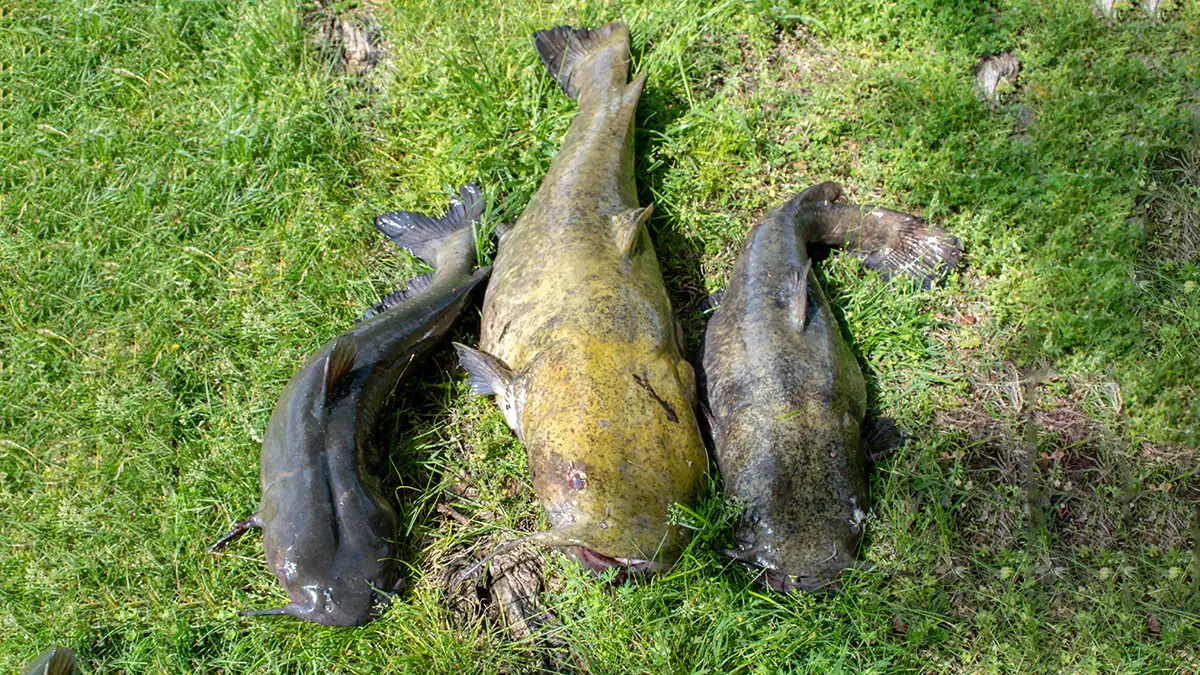 Flathead Catfish A Comprehensive Species Guide Afield Daily