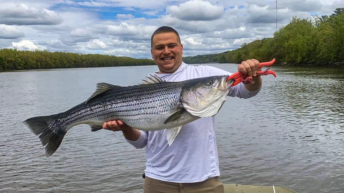 The author with a big striper from the Hudson River.