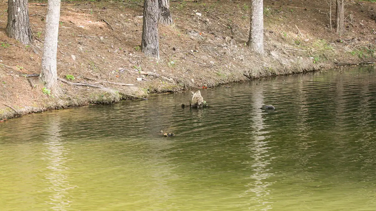 likely fish holding area shallow