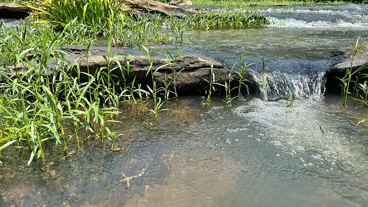 fresh run-in-water-oxygenates and cools the shallows