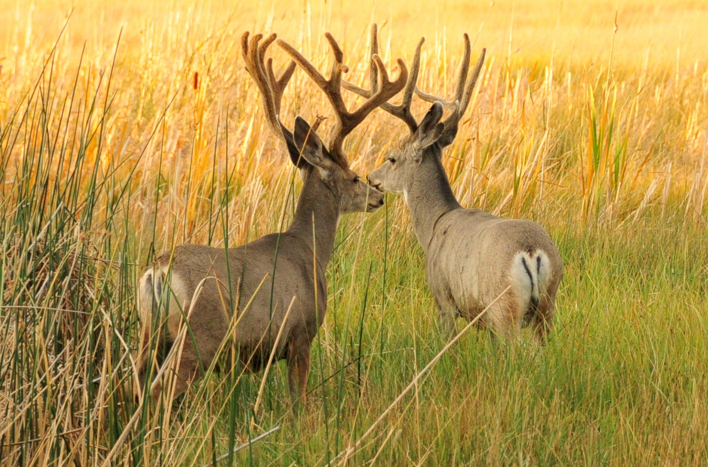 mule deer tags wyoming