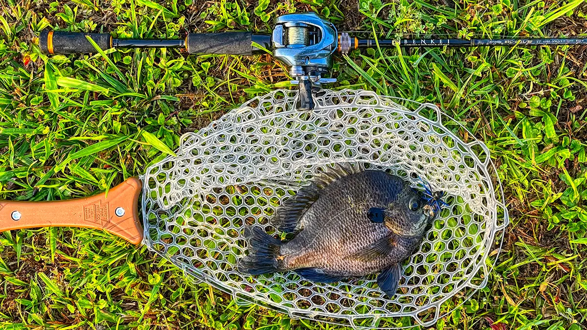pond fishing for trophy bluegills is fun