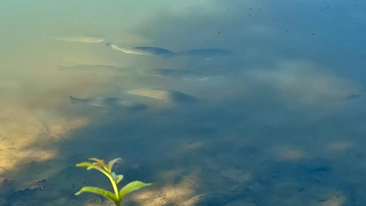 bass grouping up shallow near shade