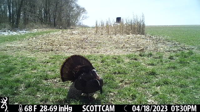 trail cam photo of turkey