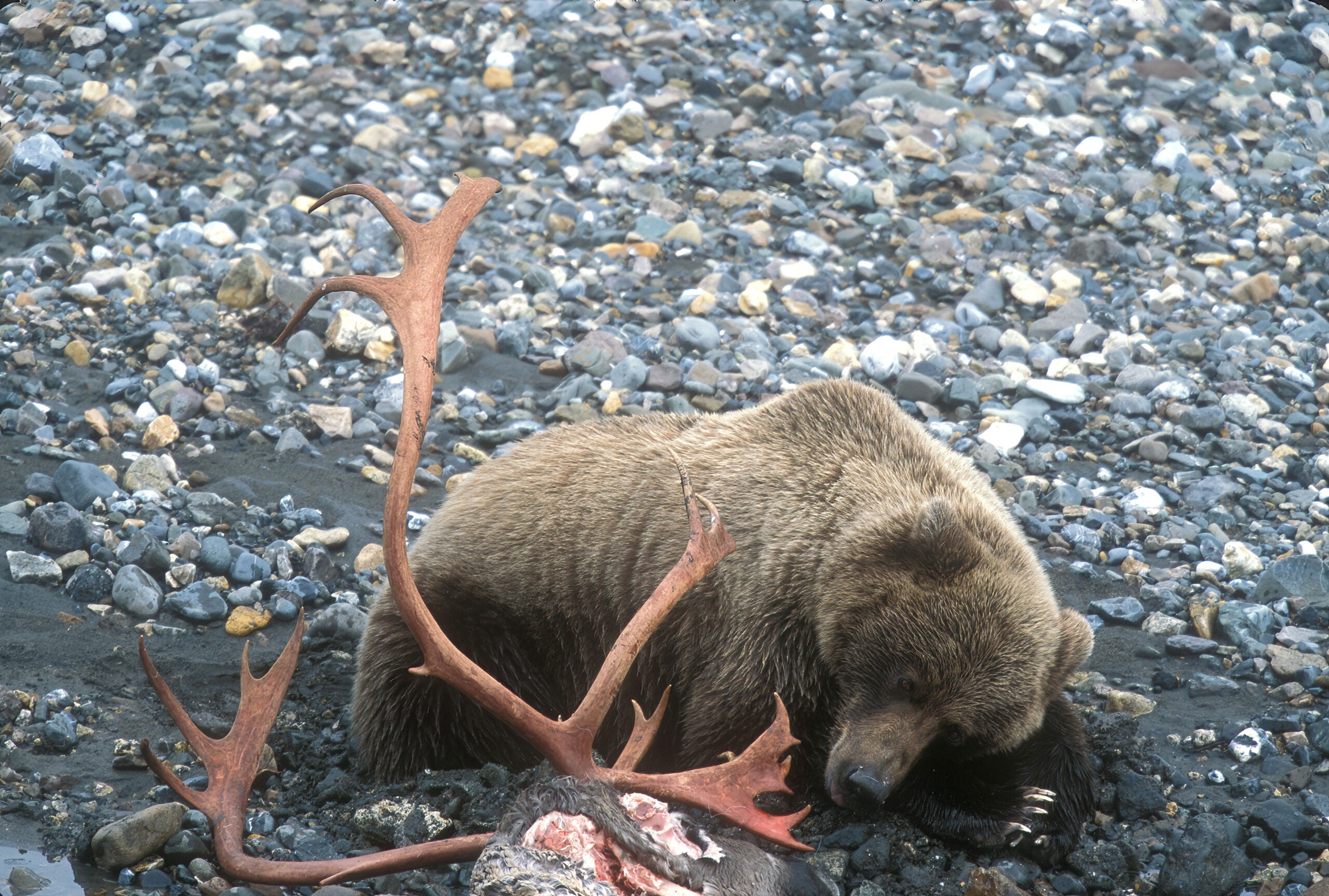 Bear Conservation photo