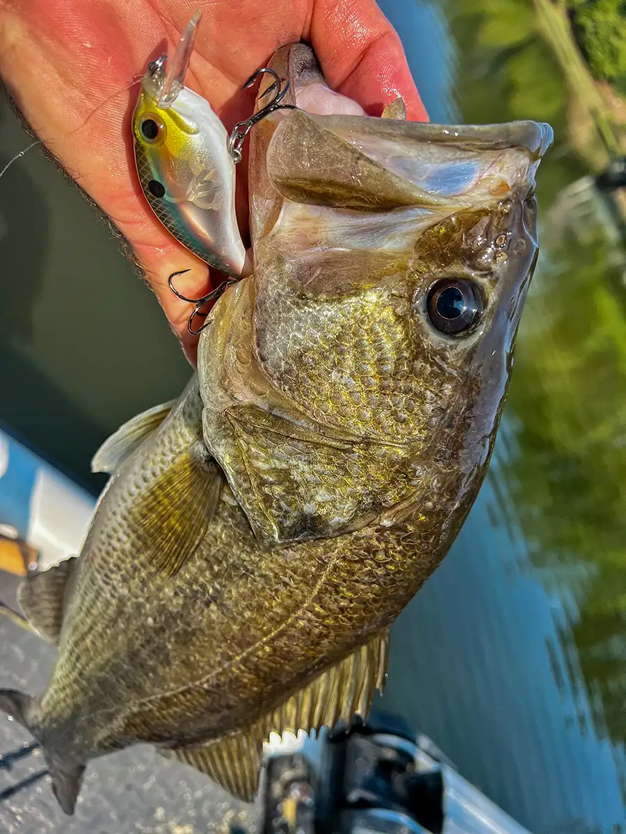 bill lewis atv squarebill with big bass
