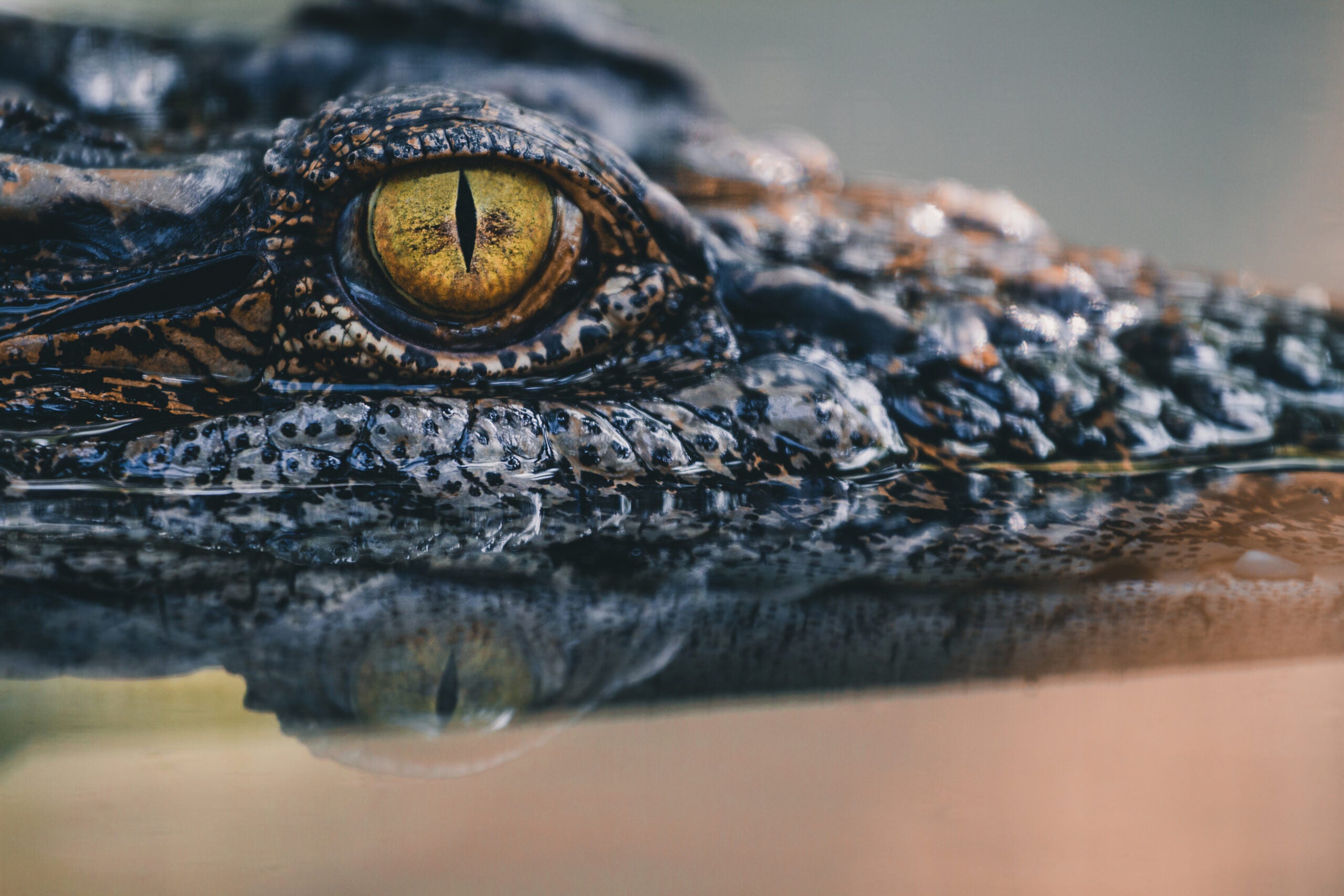 photo of alligator