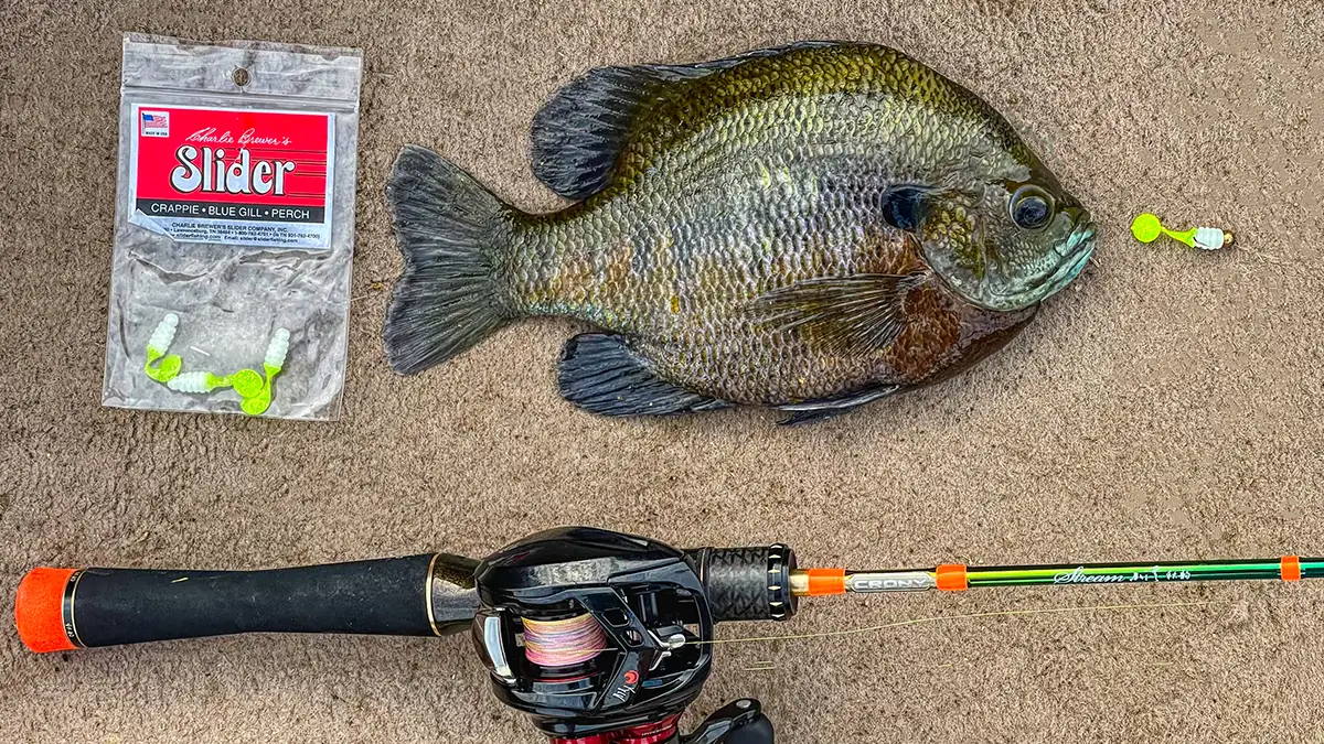 big bluegill on slider grubs