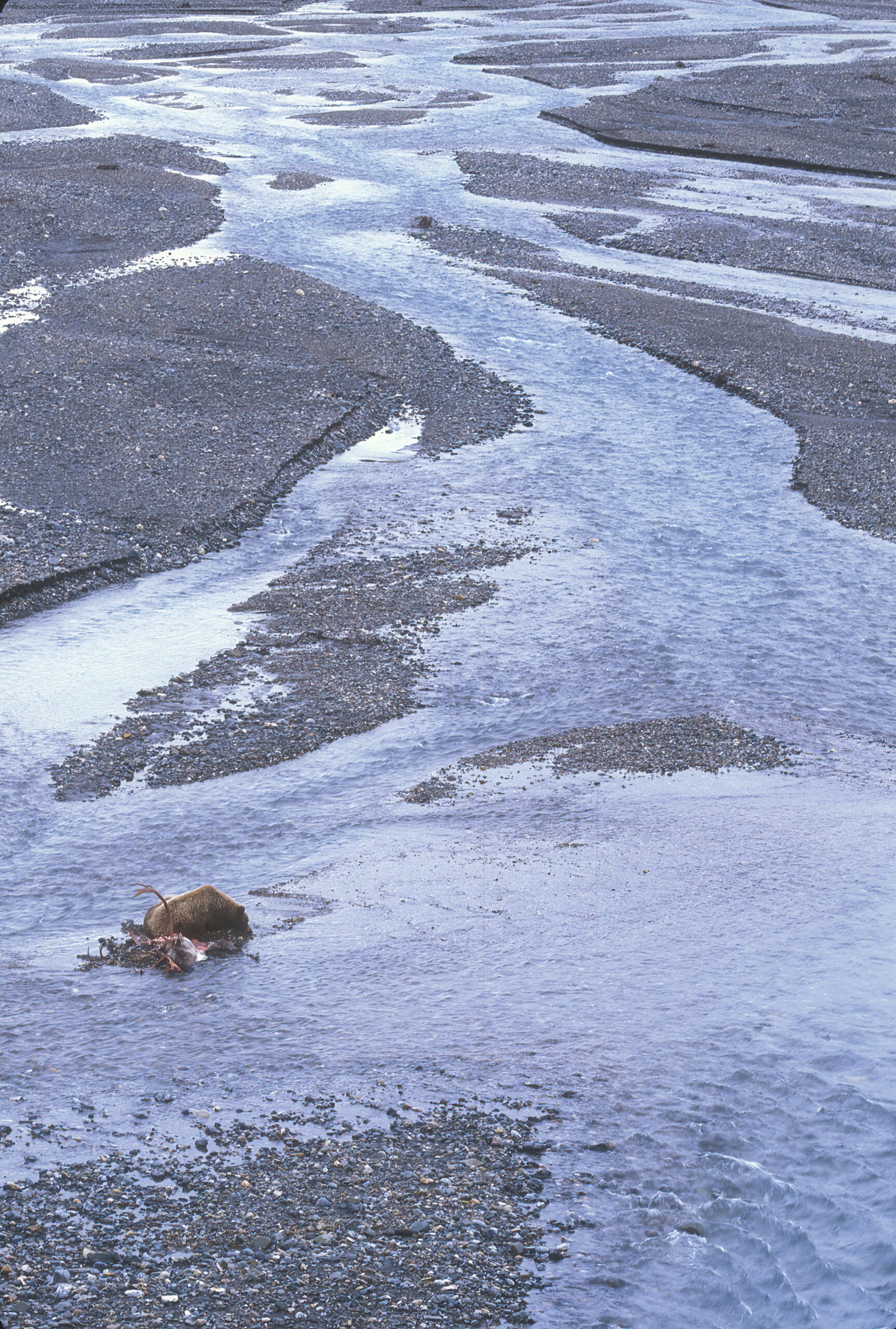Bear Conservation photo