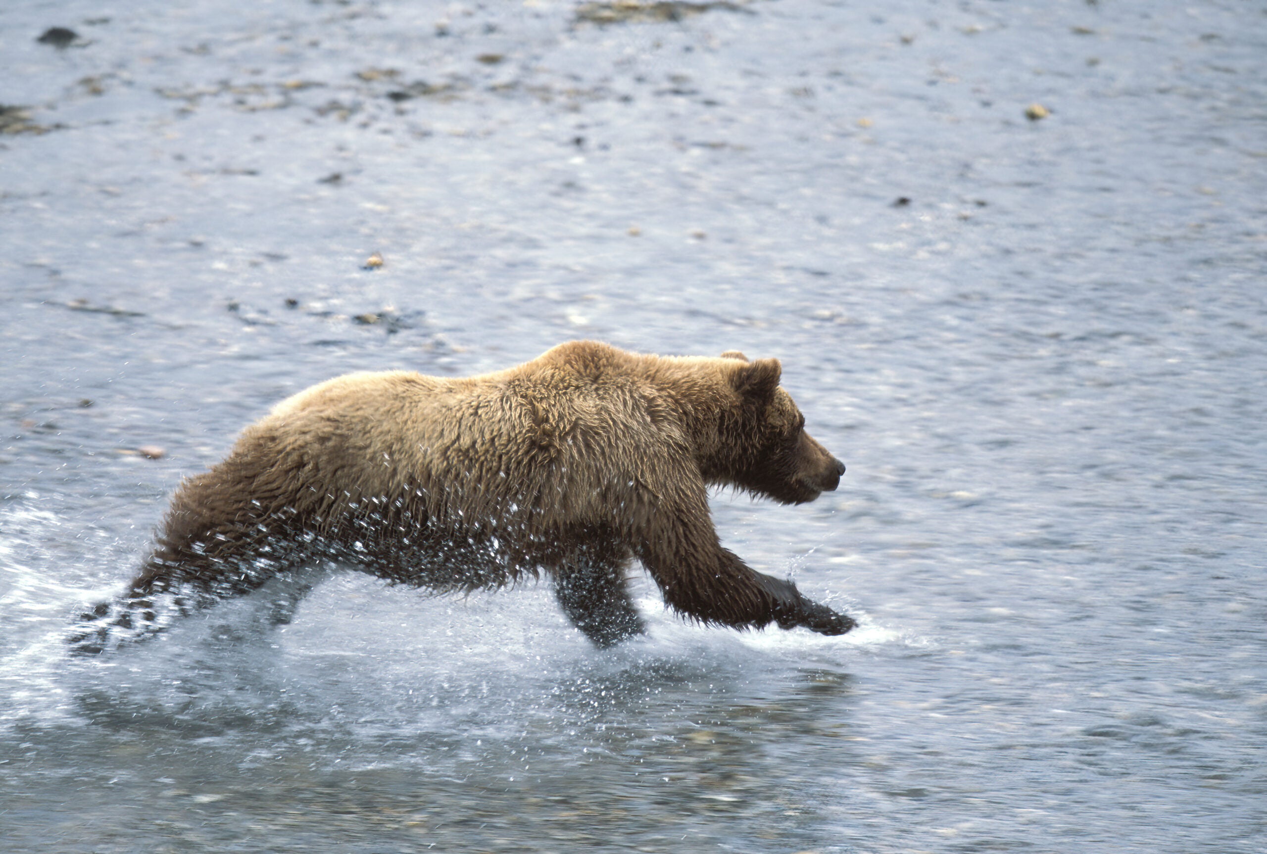 Bear Conservation photo
