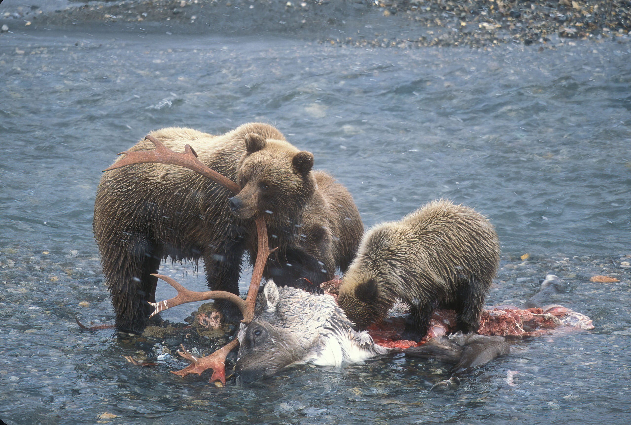 Bear Conservation photo