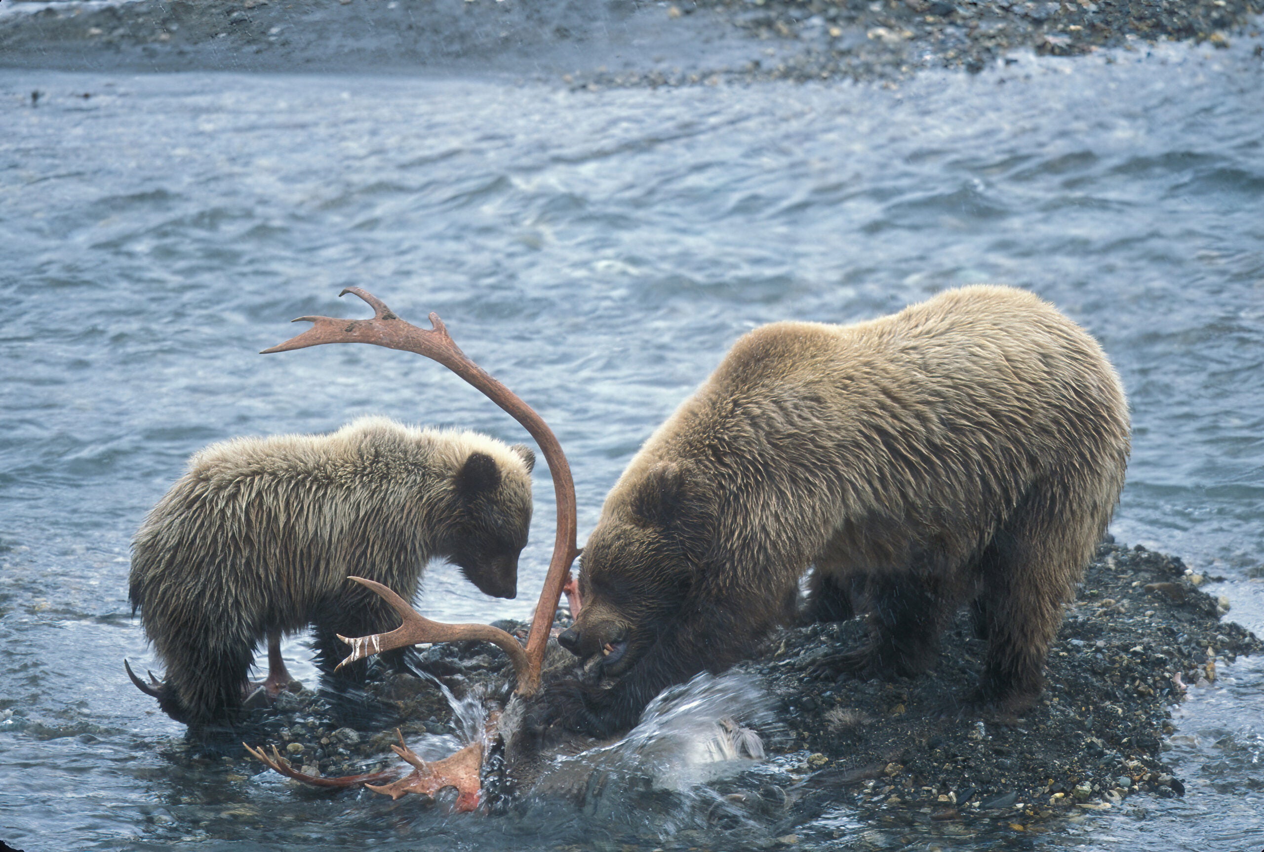 Bear Conservation photo