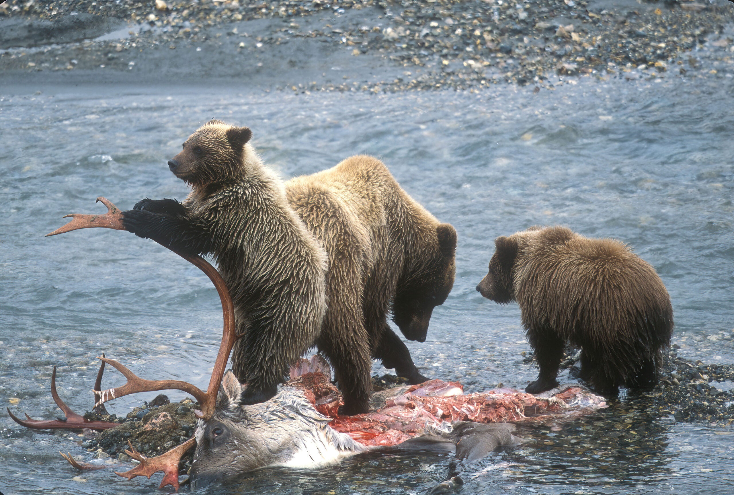 Bear Conservation photo