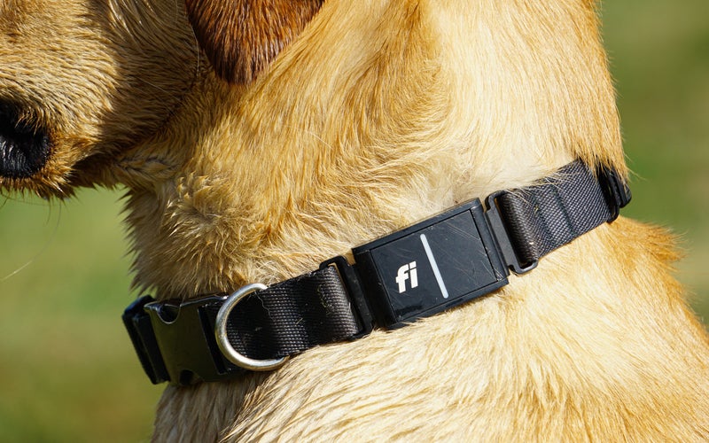 The Fi gps dog collar on a lab.