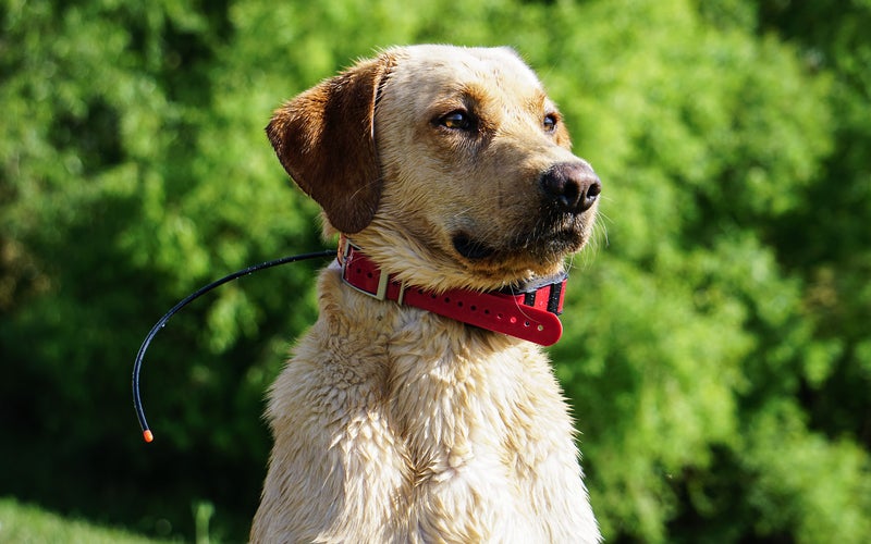 The best gps dog collar, the Garmin TT15x.