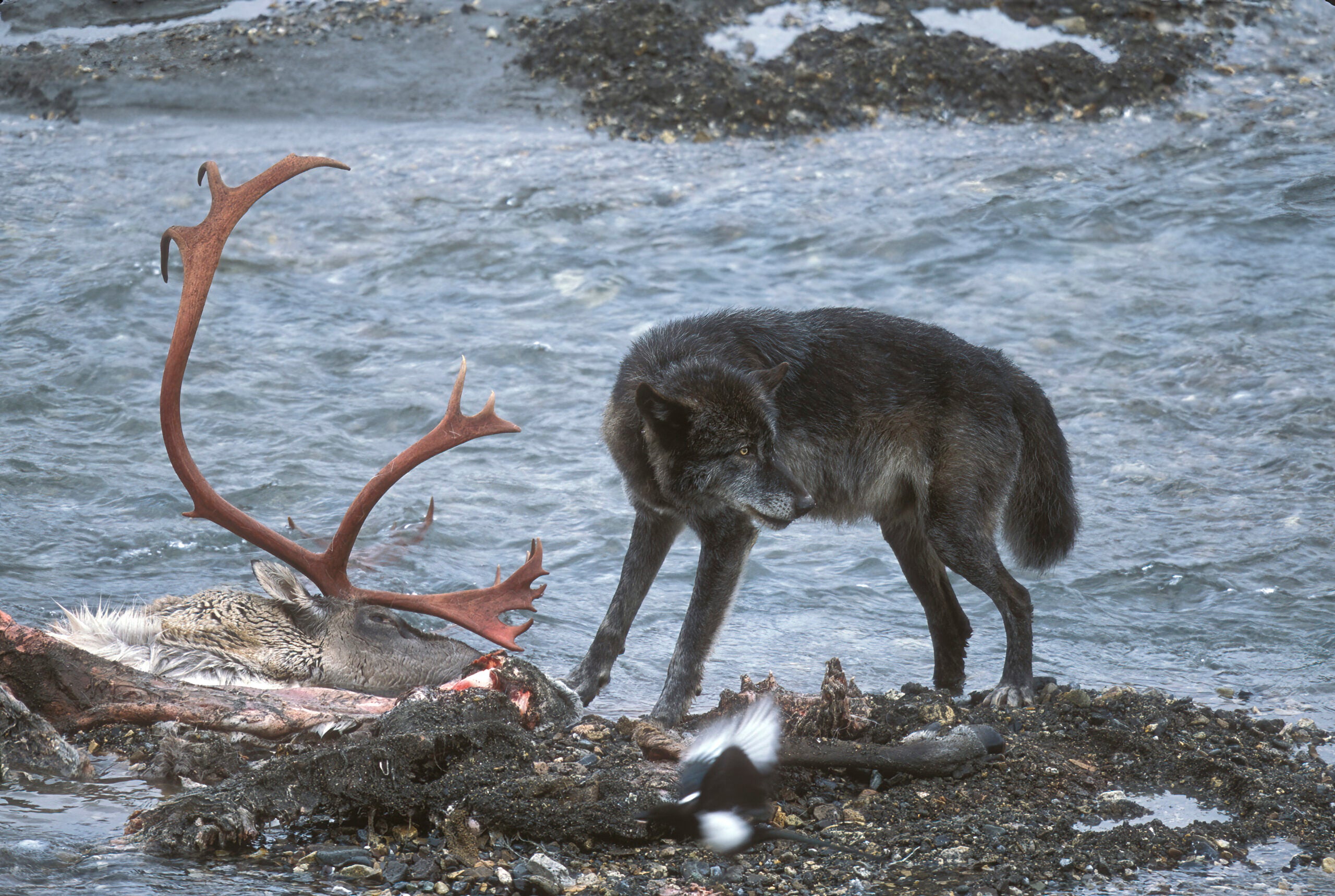 Bear Conservation photo