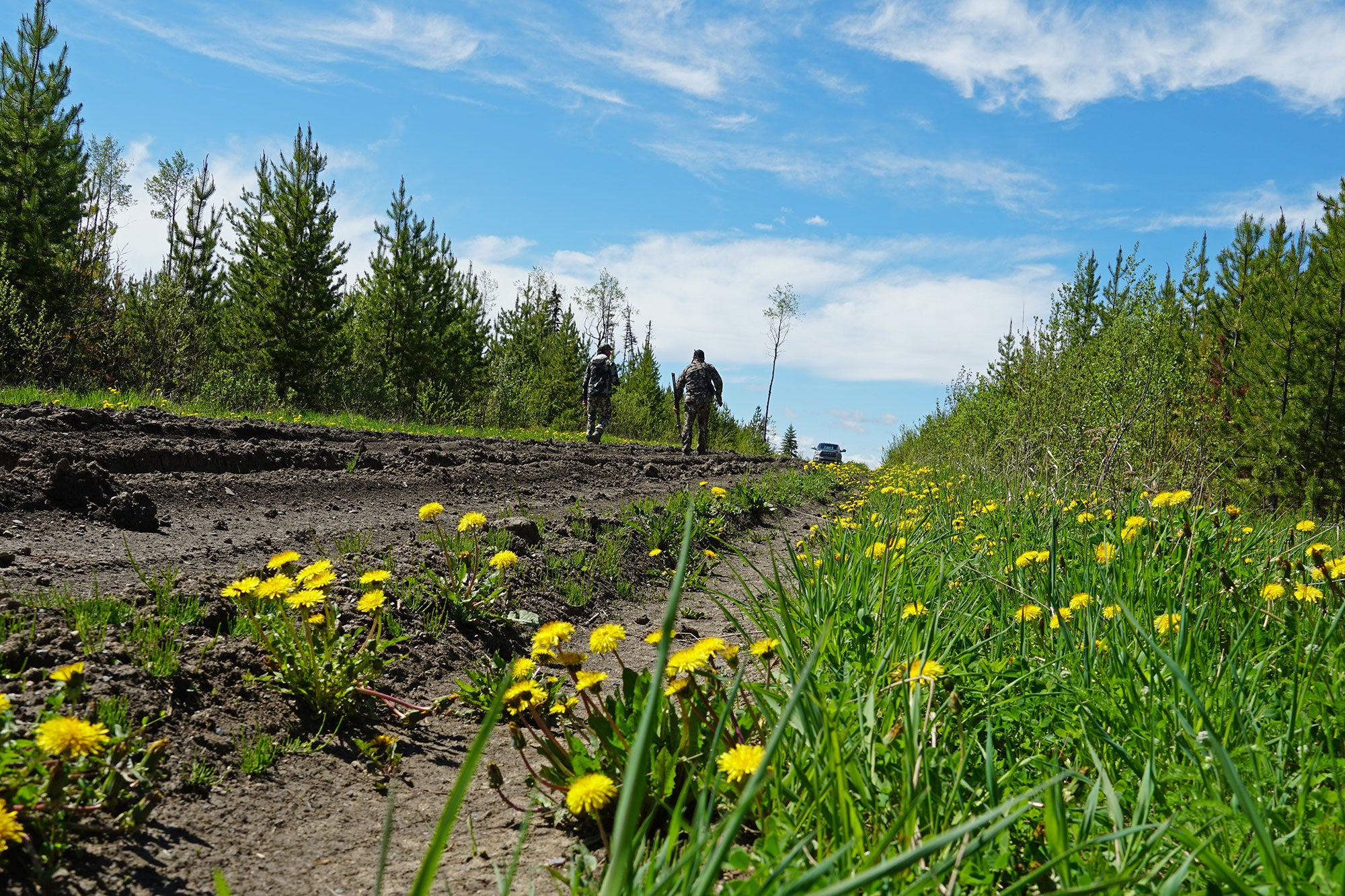 Black Bear Hunting photo