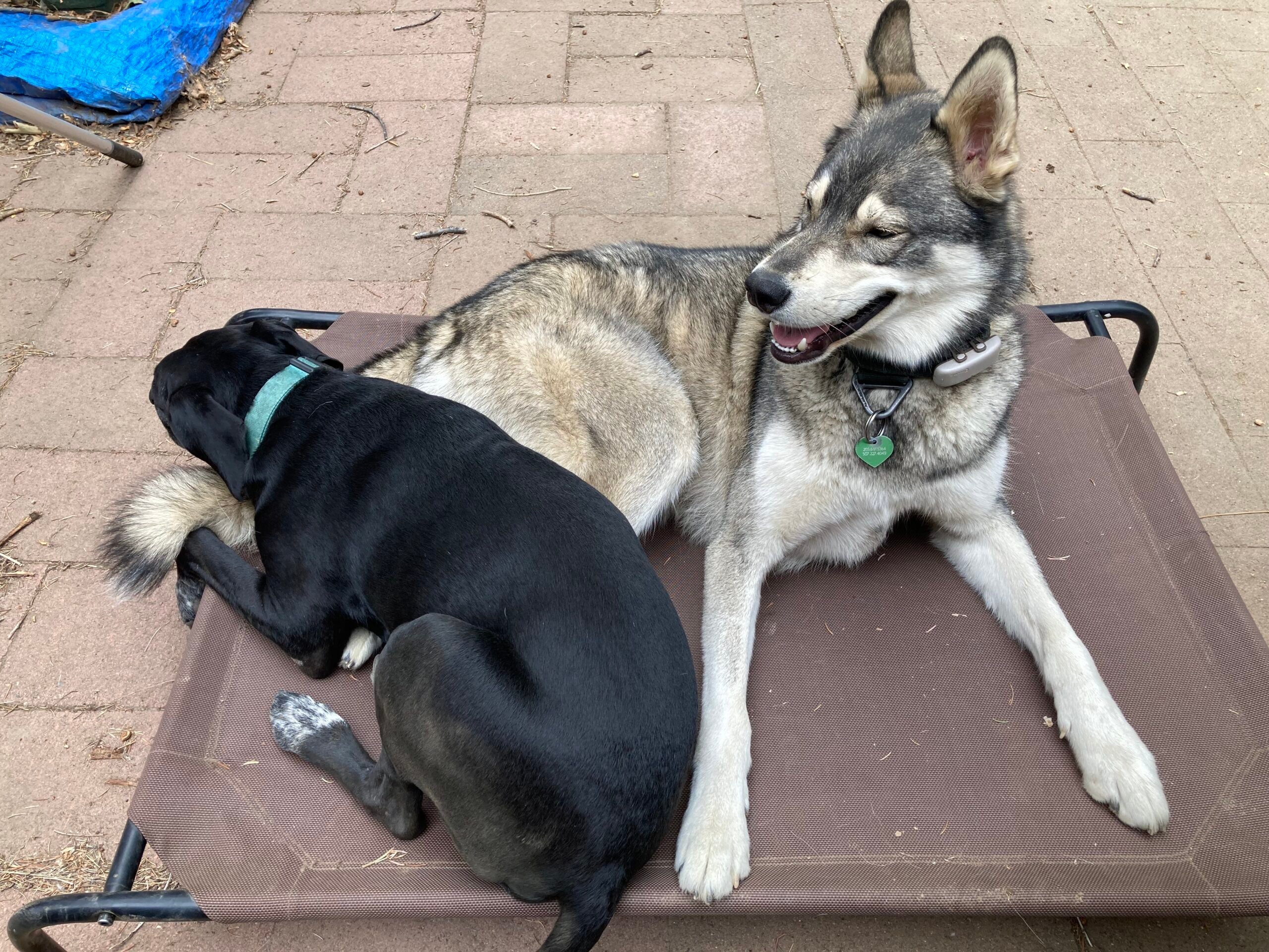 Best Outdoor Dog Beds of 2023