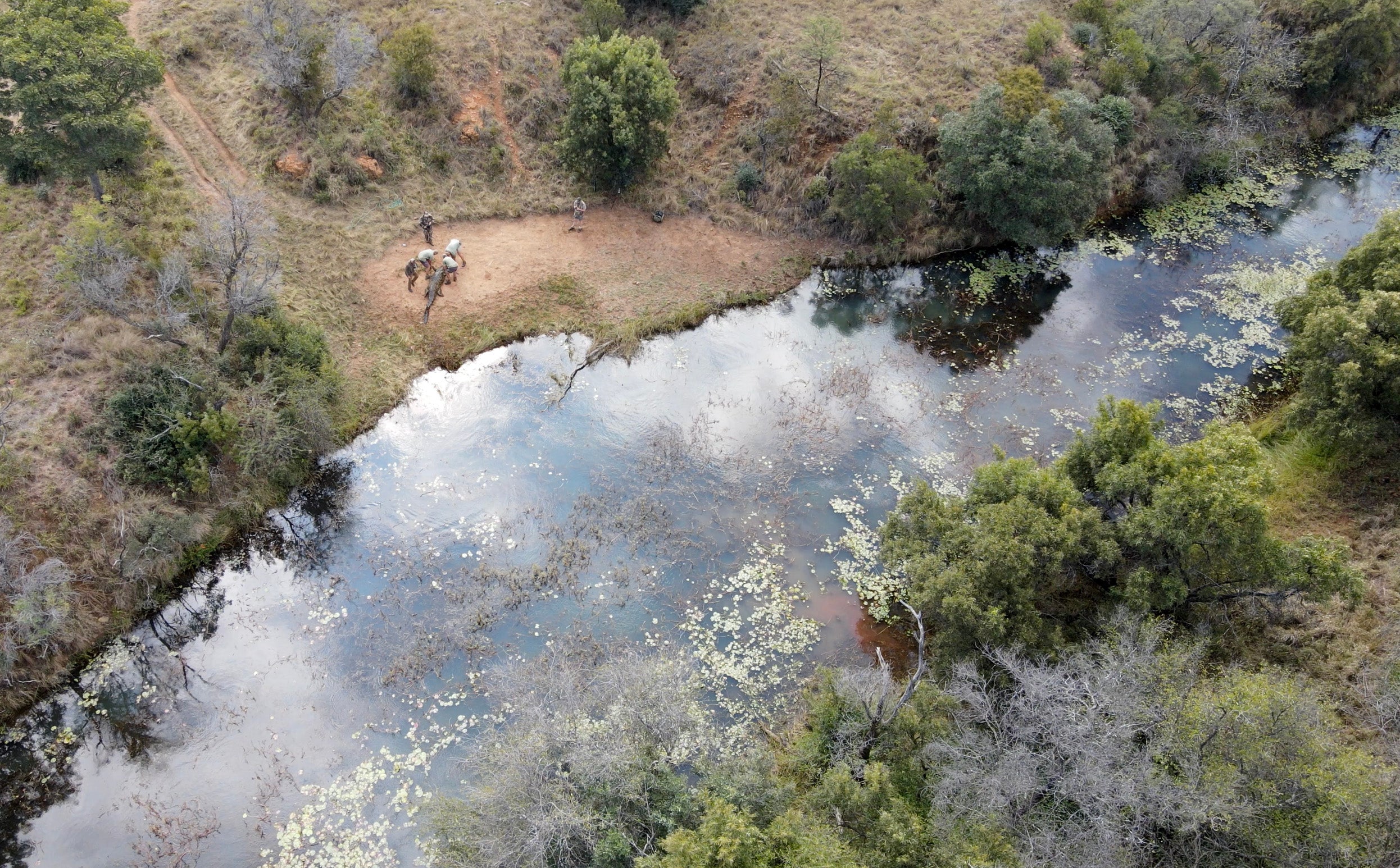 Hunters recover a crocodile on the shore of the pond.