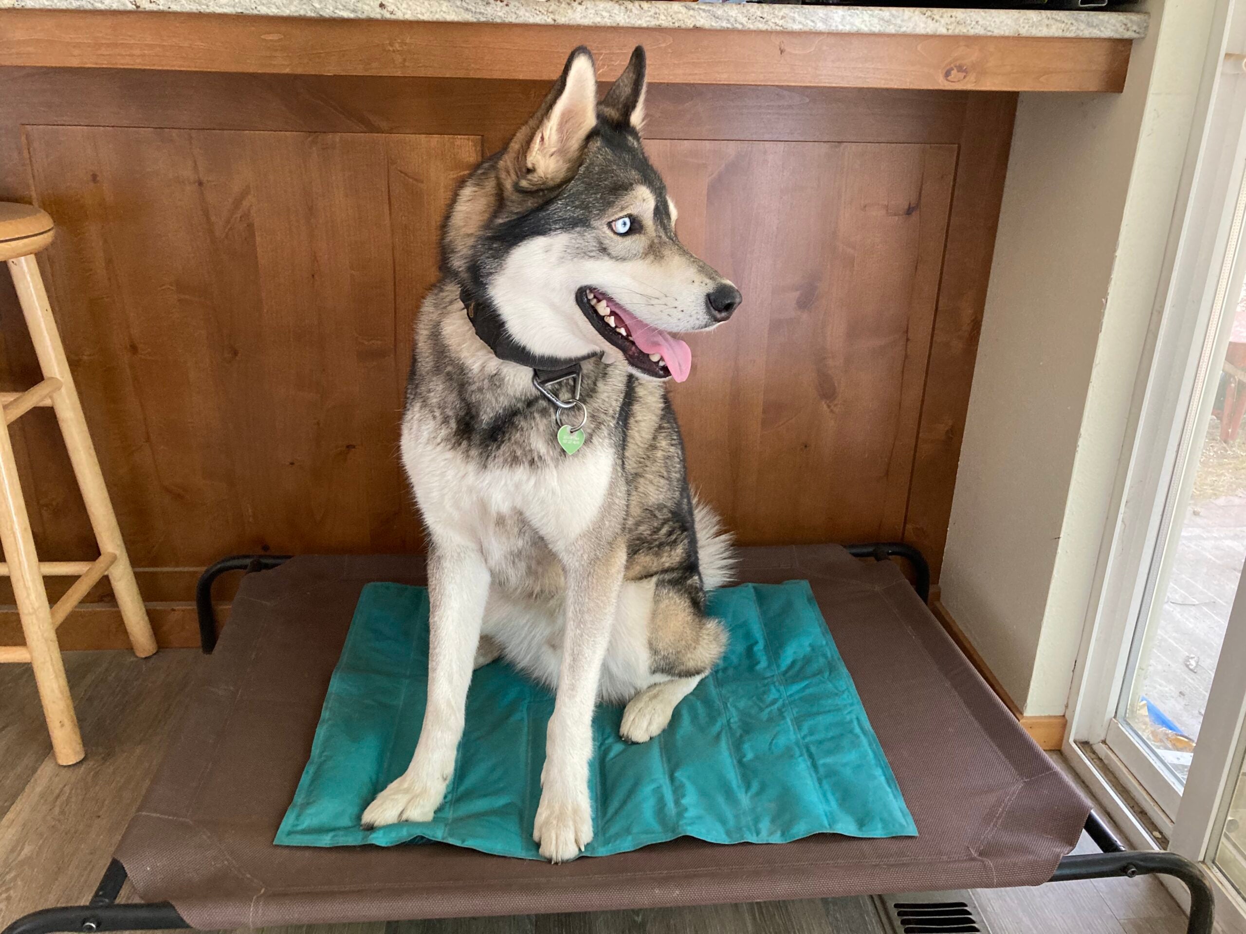 Best Outdoor Dog Beds of 2023