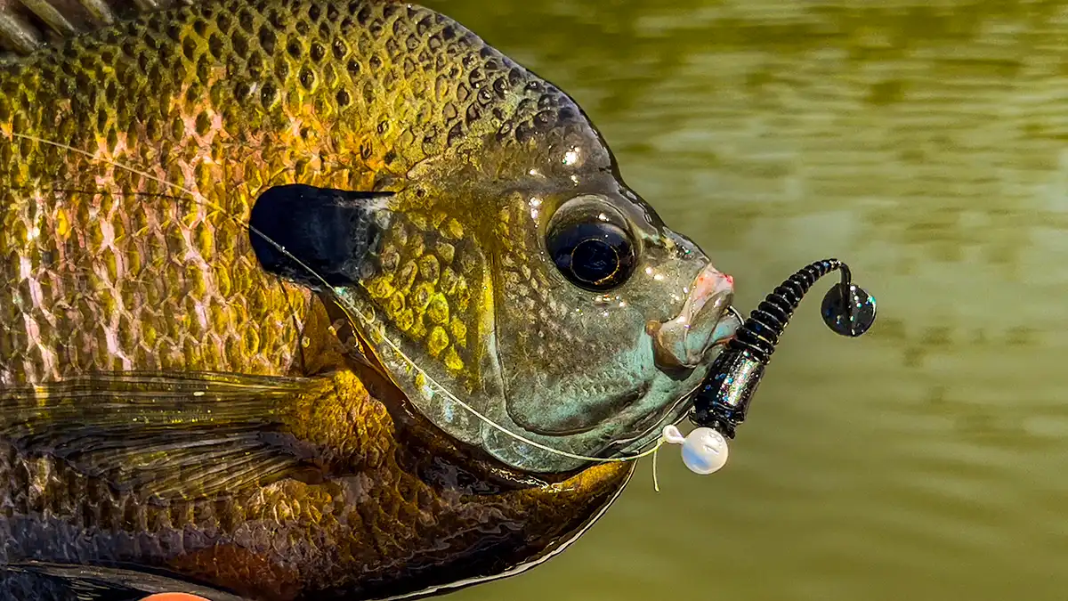 B-Vibe Catches Panfish