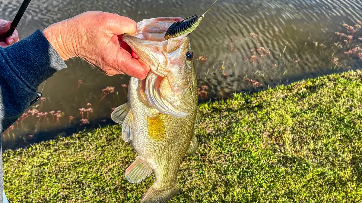 shore fishing for big bass with lighter lures