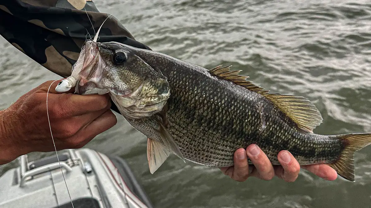 catching bass on true bass shuttlecock hair jig